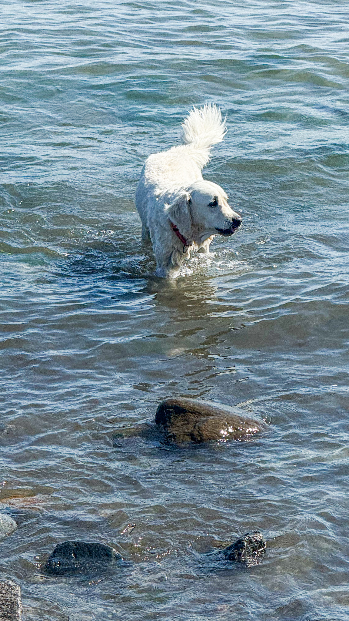 Hundespaziergang am Strand