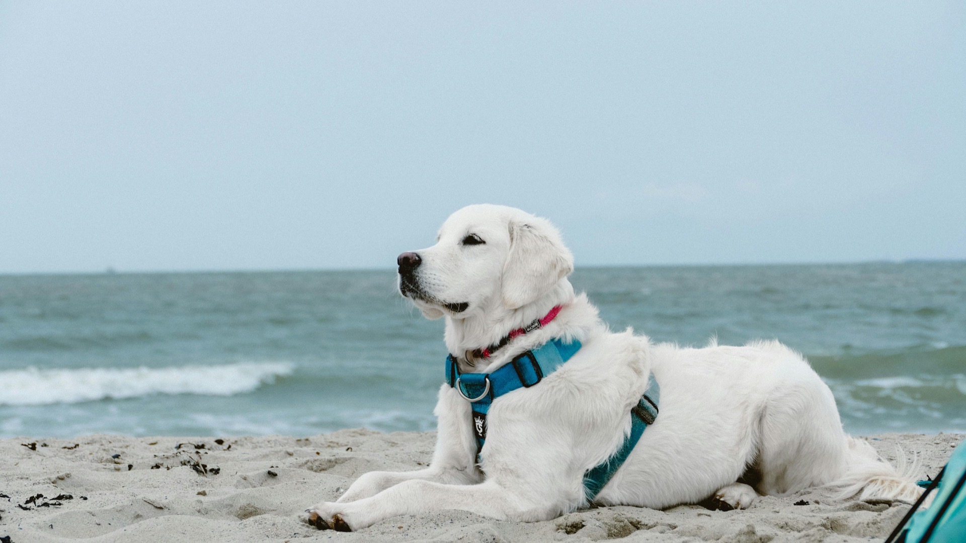 Glücklicher Hund am Hundestrand in Grömitz