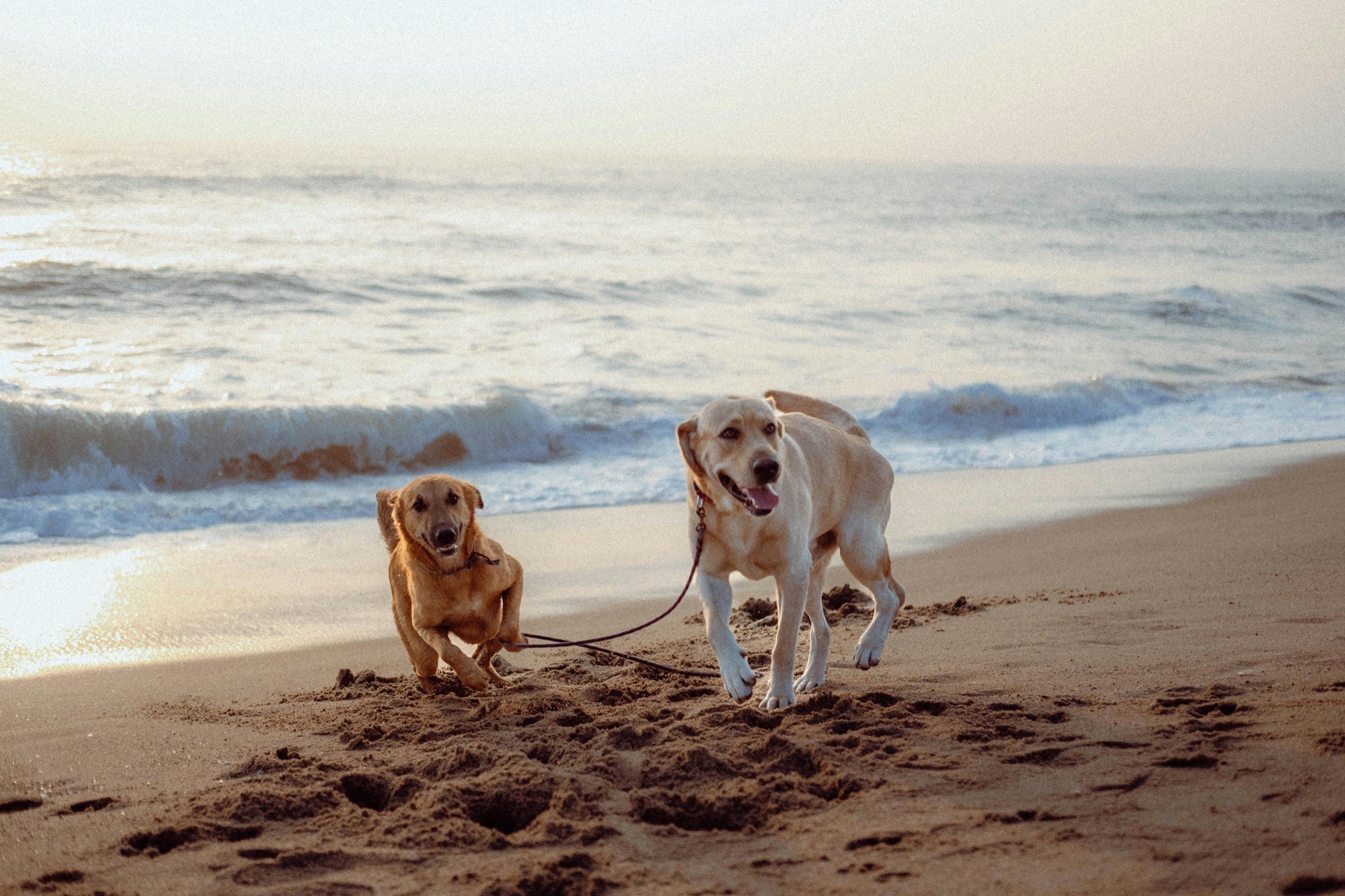 Hund genießt die frische Meeresbrise