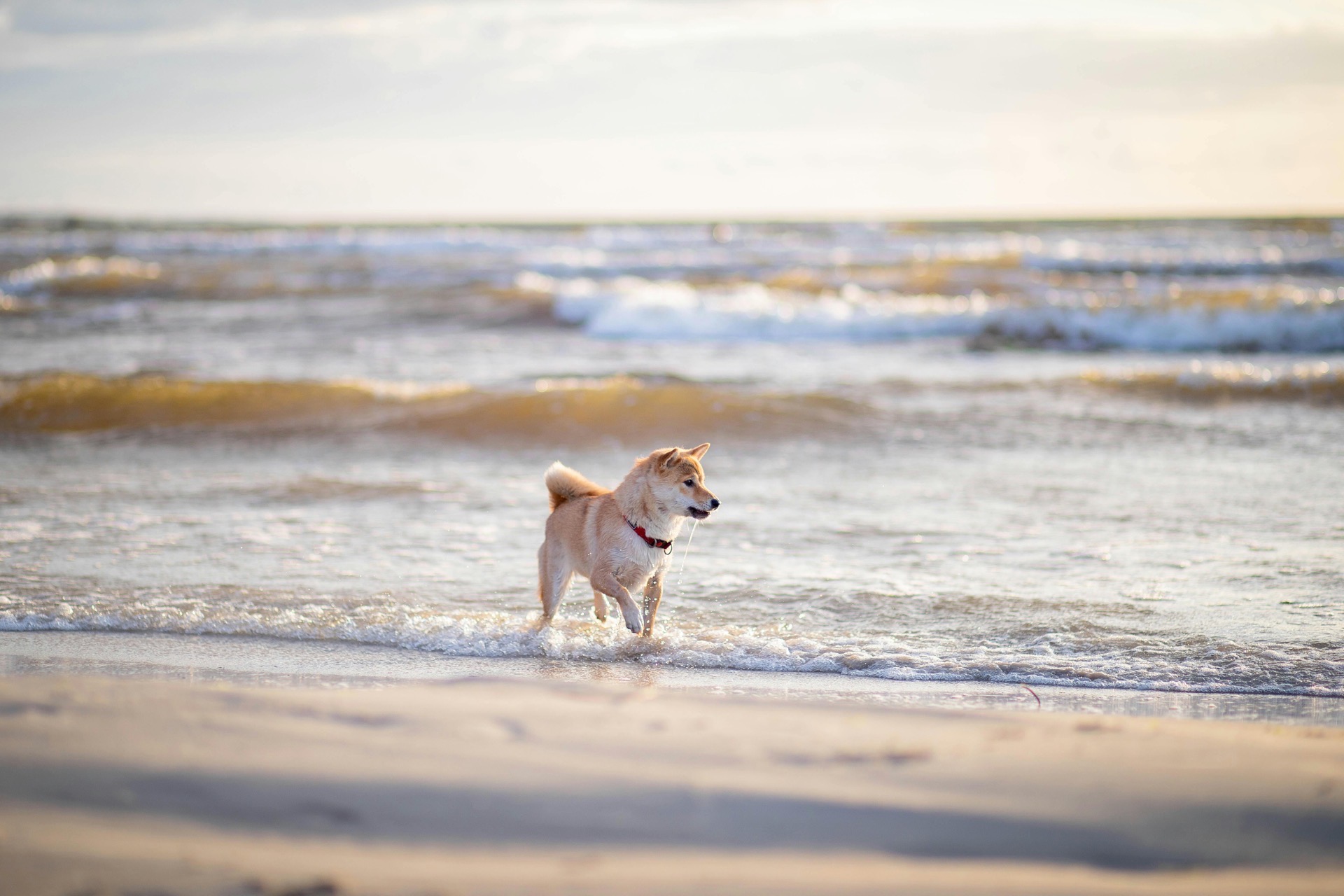 Gemeinsamer Strandurlaub mit dem Vierbeiner