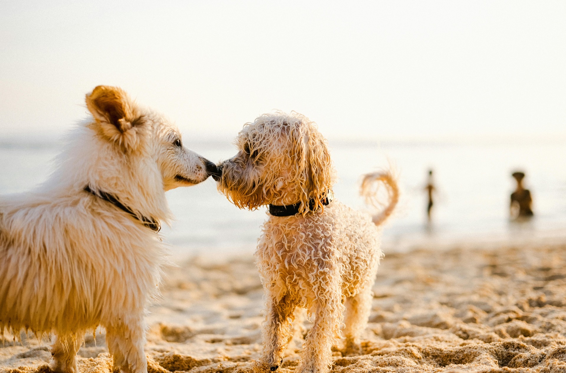 Hunde spielen am Strand von Grömitz